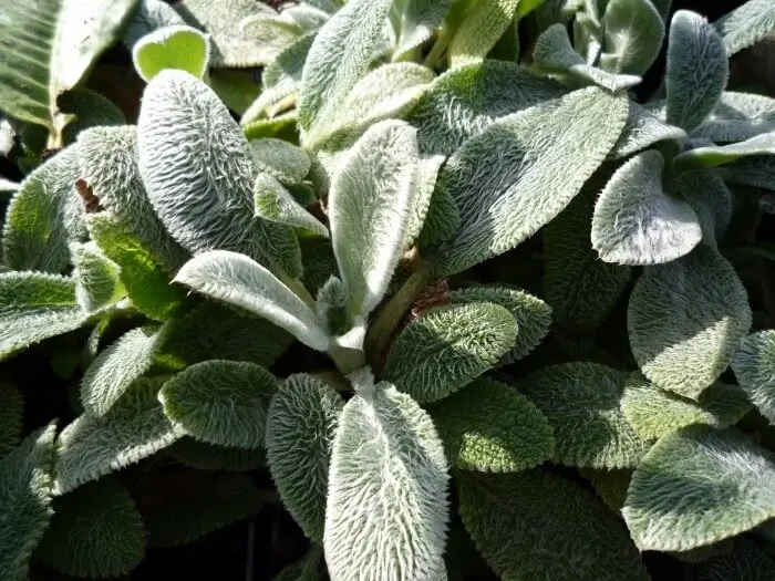 Header / Cover Image for 'Ezelsoor.'